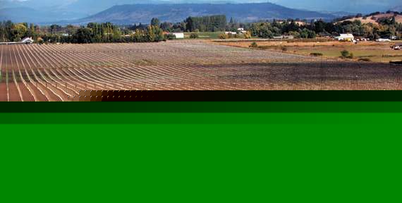 Bottle of Argentine olive oil with olives and Andes backdrop