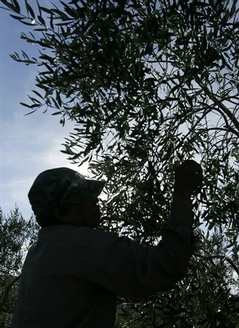 Olives being cured in brine