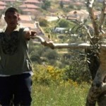 Palestinian_Olive_trees_destroyed