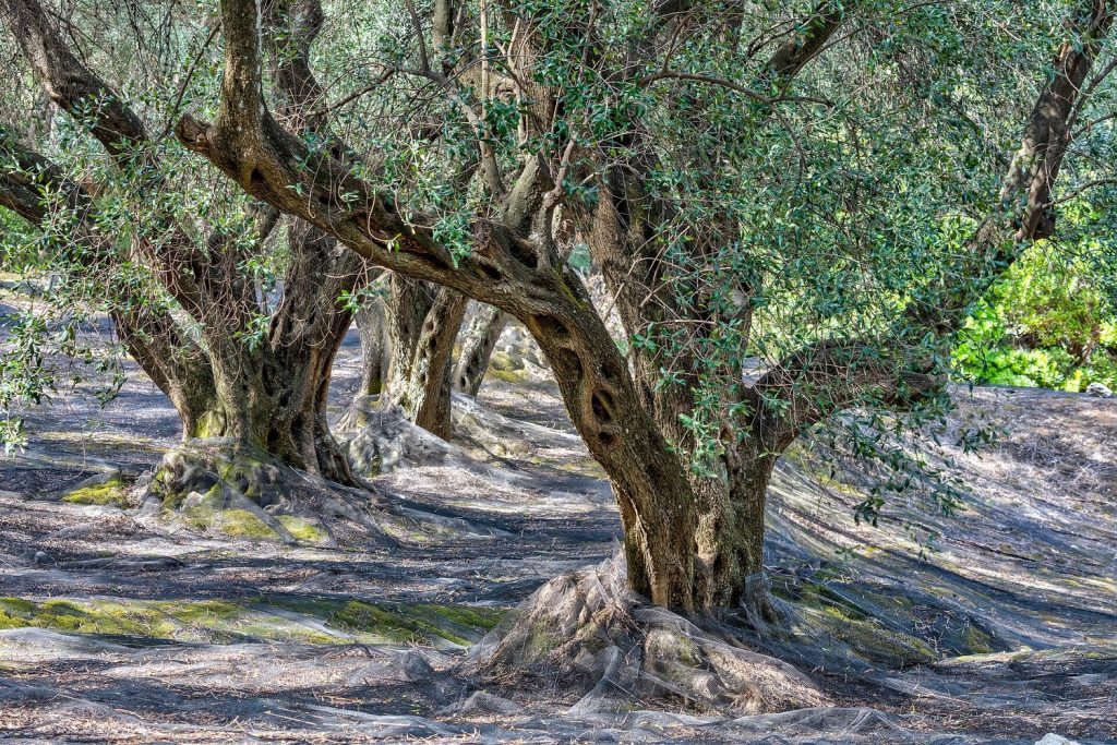 Harvesting olives by hand from the tree