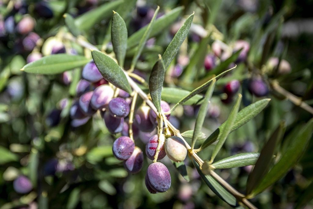 Arbequina olives