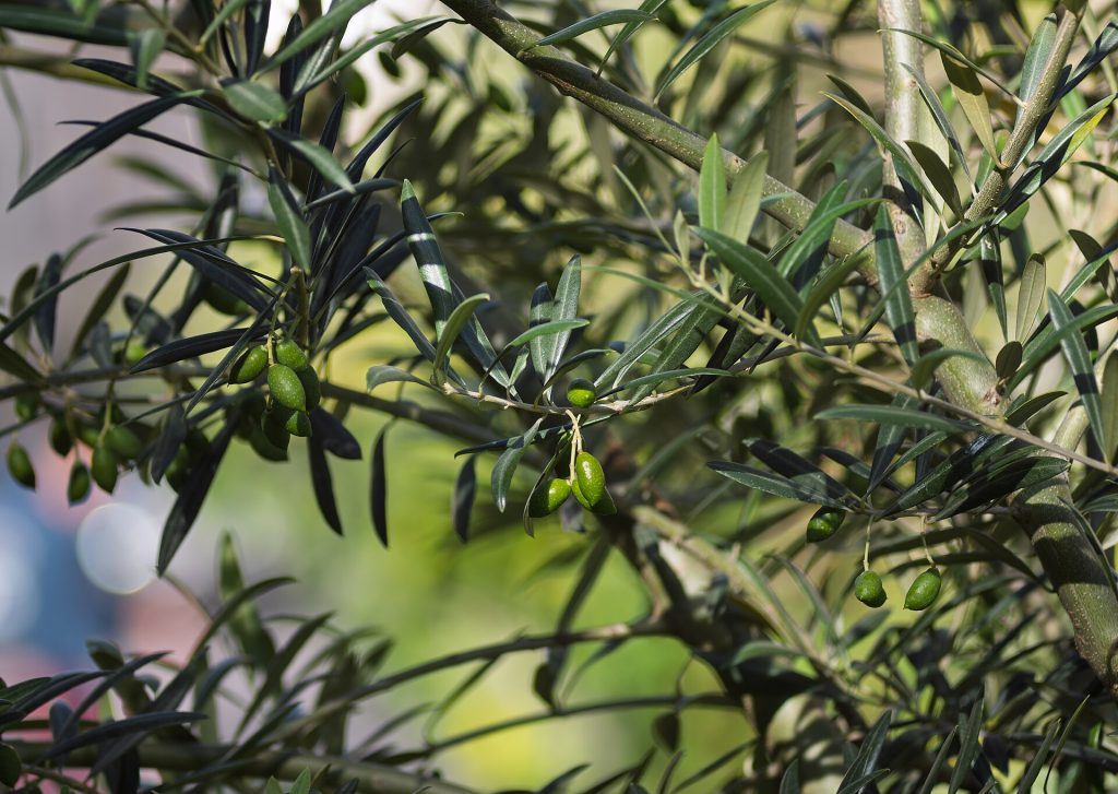 Green olives ripening among the leaves of an olive tree