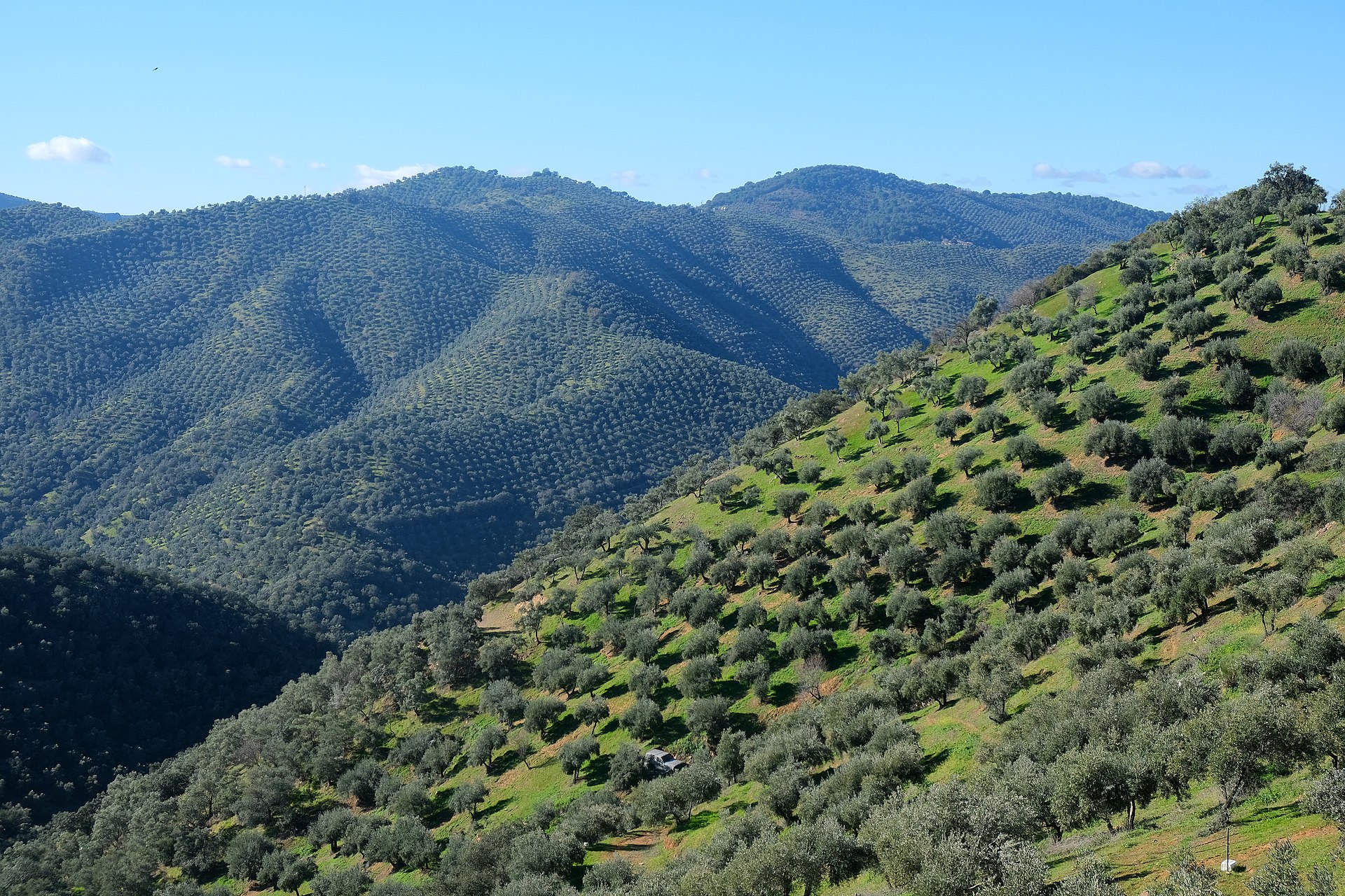 A Spanish olive grove