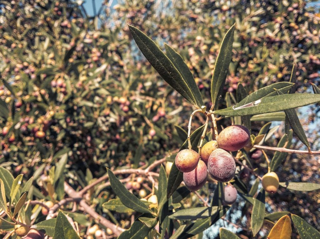 Green olives ripening on the branch