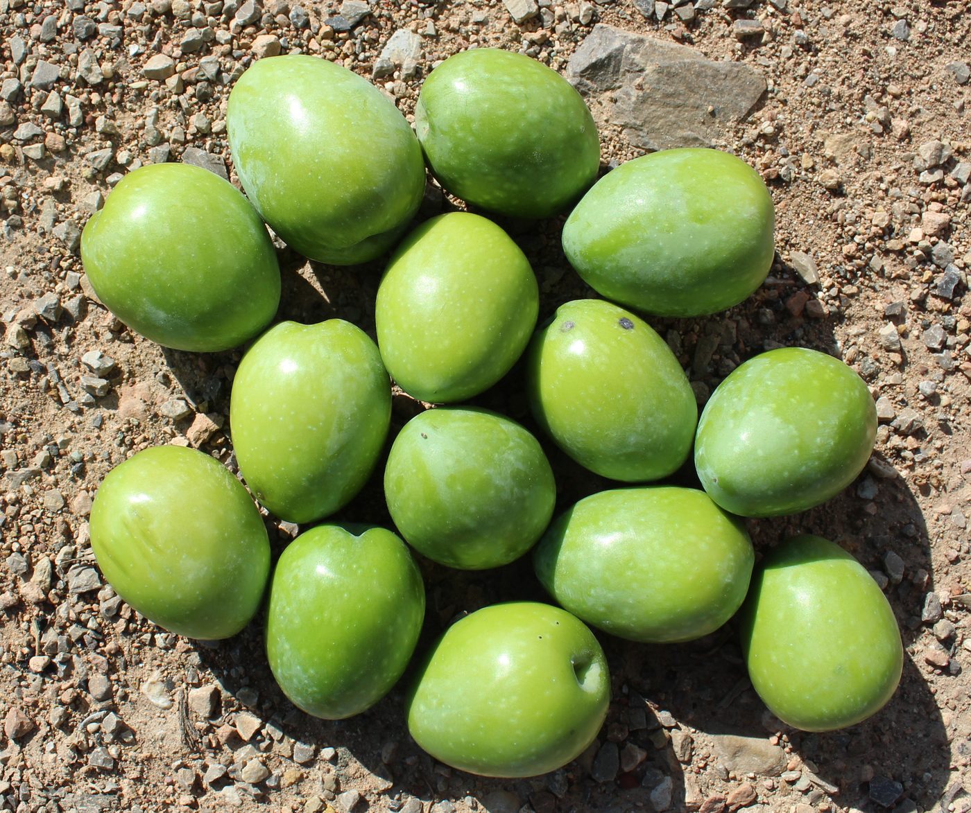 Large green Gordal olives