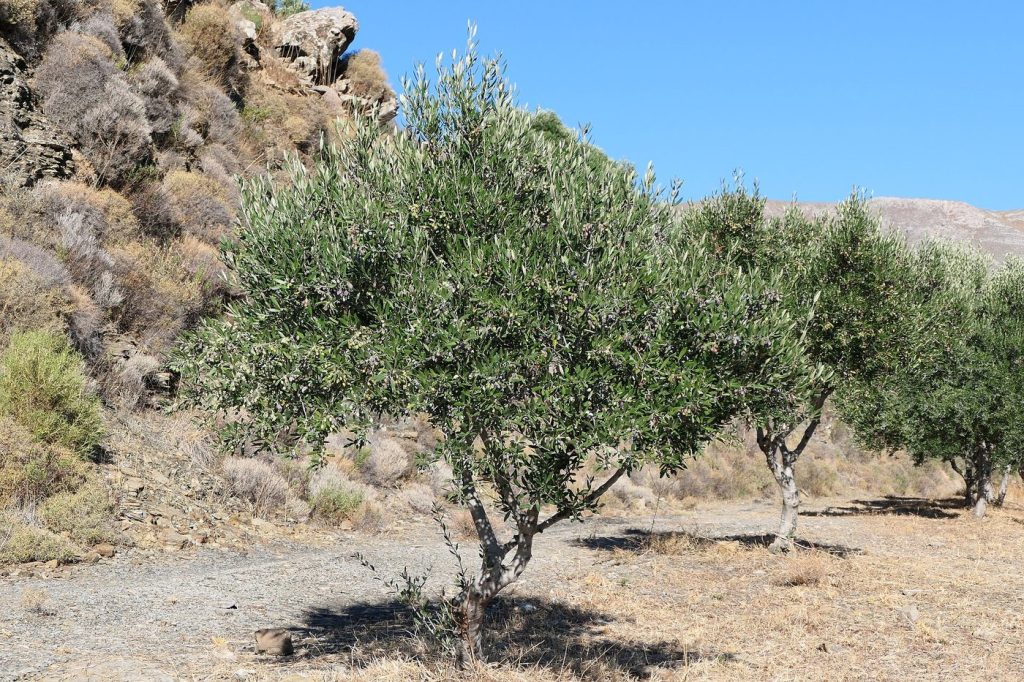 A Koroneiki olive tree in Crete