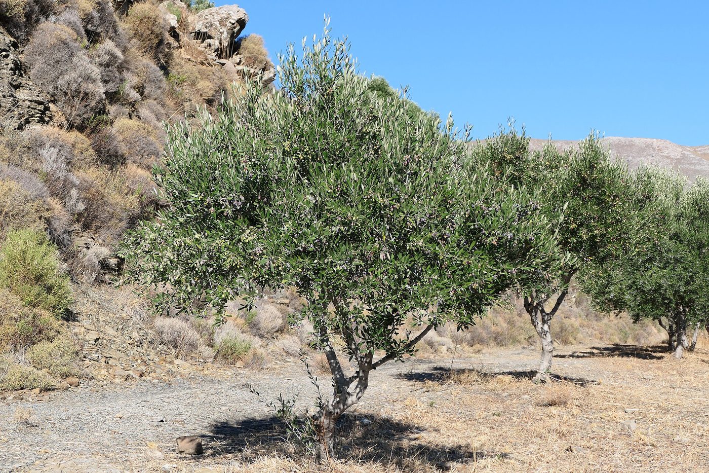 A Koroneiki olive tree in Crete
