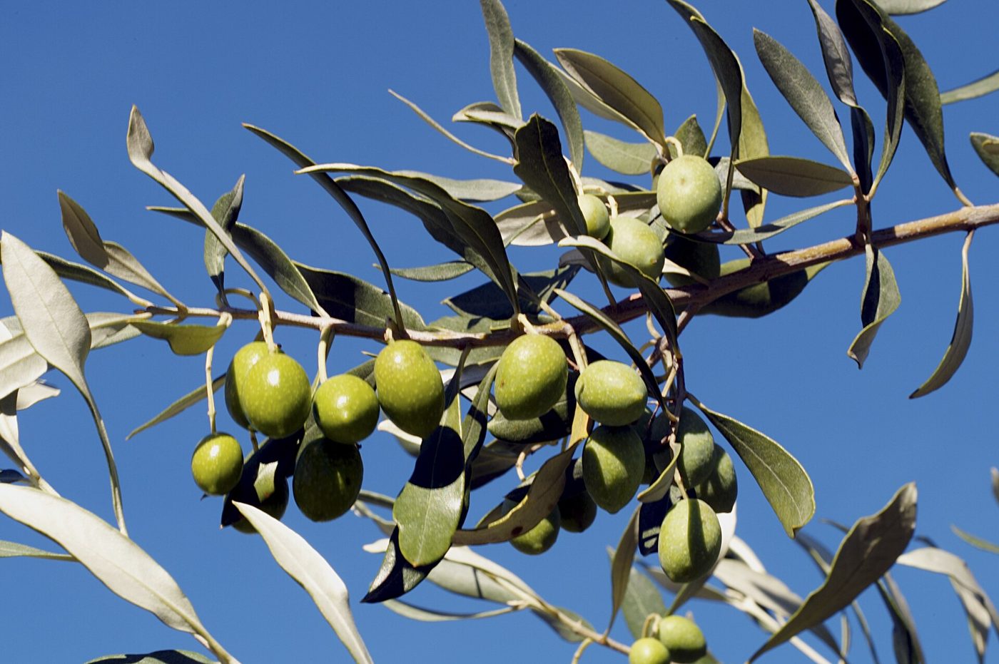 Tanche (Nyons) olives on the branch