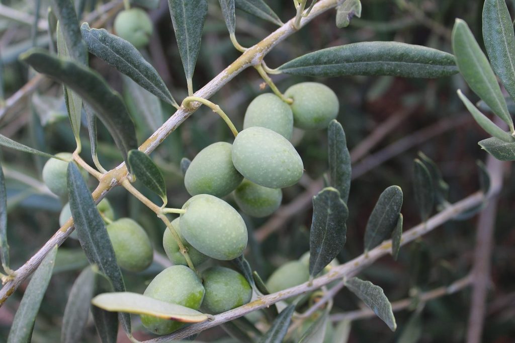 Picual olives on the branch