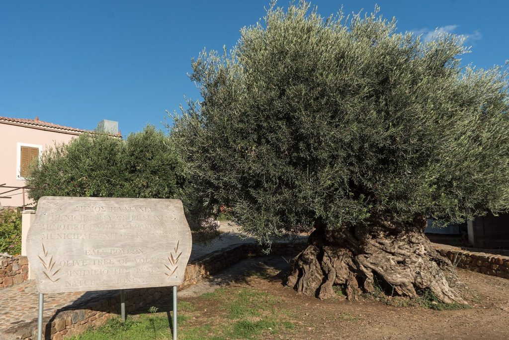 The ancient olive tree of Vouves in Crete, its massive hollowed trunk still carrying a living canopy