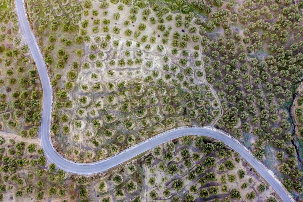 An aerial view straight down onto Andalusian olive groves, the trees in grid formation on pale soil with a narrow road winding between the blocks.