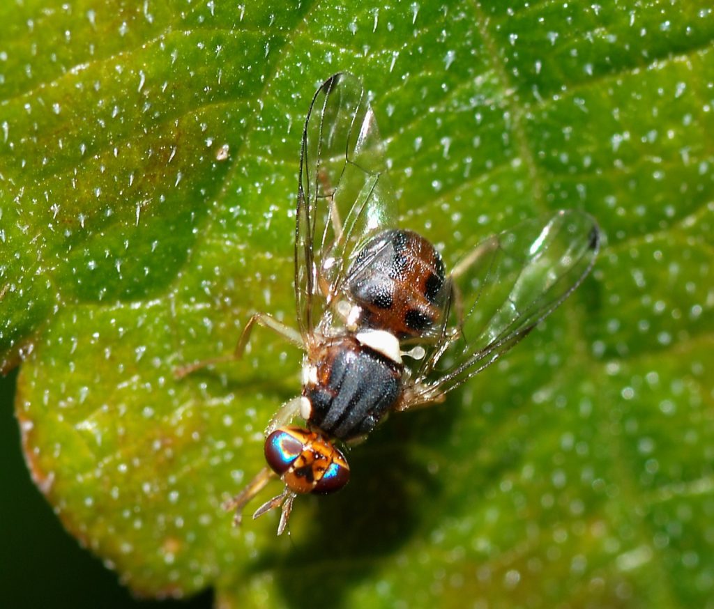 A macro photograph of an olive fruit fly, Bactrocera oleae, resting on a green leaf, showing its reddish-brown thorax, clear dark-tipped wings and banded iridescent eyes.