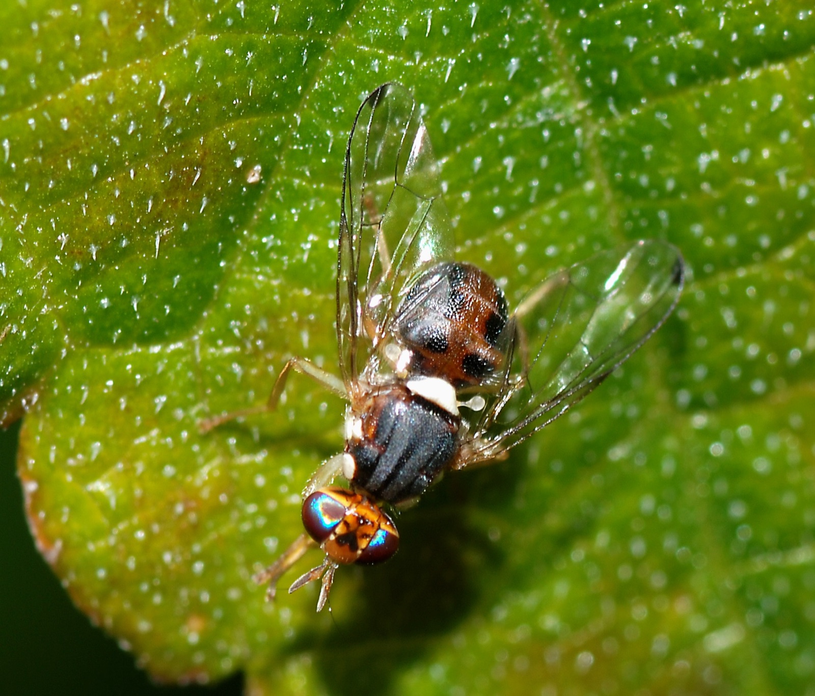 A macro photograph of an olive fruit fly, Bactrocera oleae, resting on a green leaf, showing its reddish-brown thorax, clear dark-tipped wings and banded iridescent eyes.