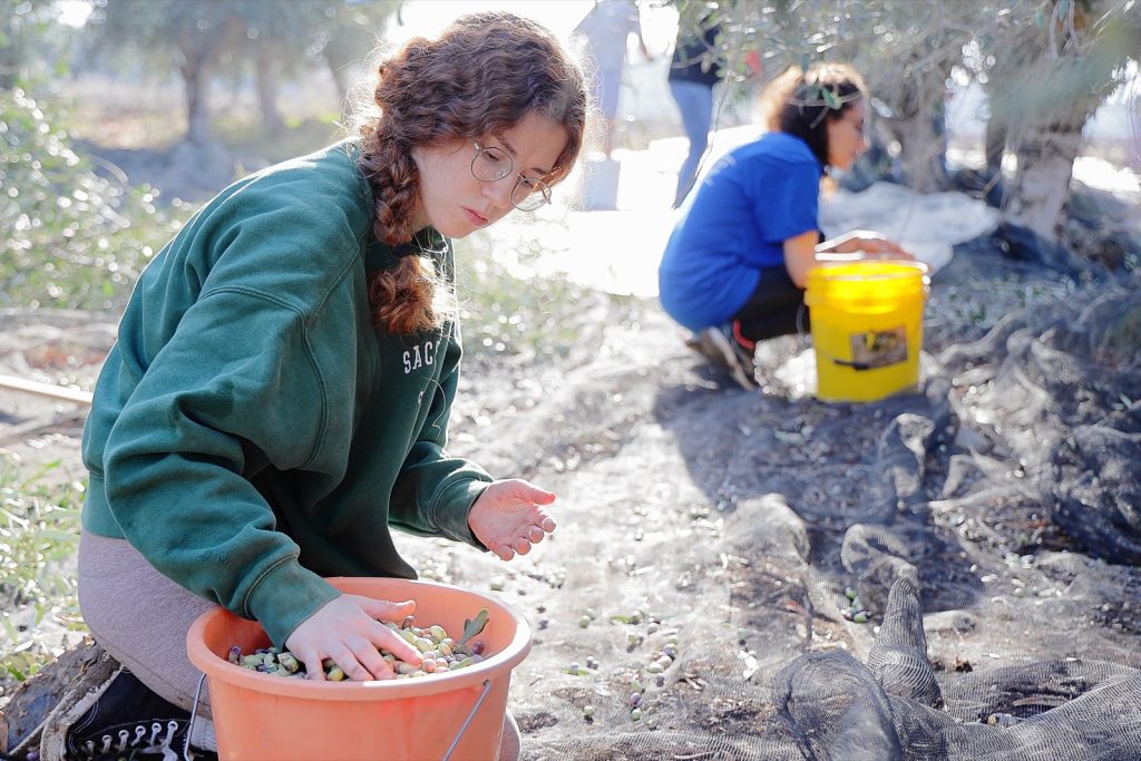 Two pickers kneeling on nets spread beneath olive trees, gathering fallen olives into buckets during the harvest.