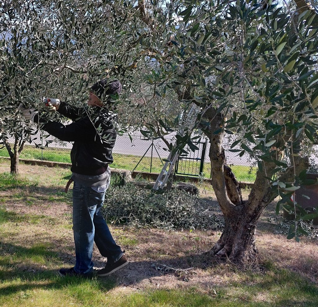 A man pruning an olive tree with hand shears in late winter, with cut branches piled on the ground beside a second, older tree.