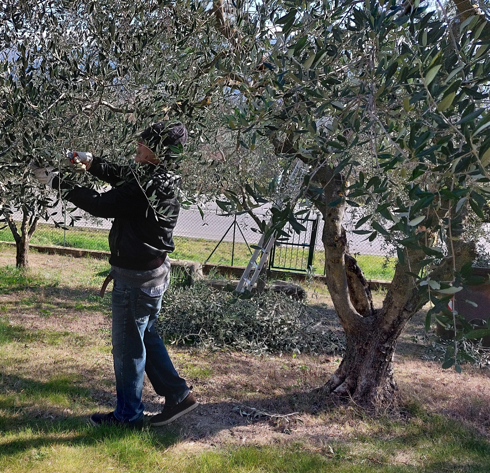 A man pruning an olive tree with hand shears in late winter, with cut branches piled on the ground beside a second, older tree.