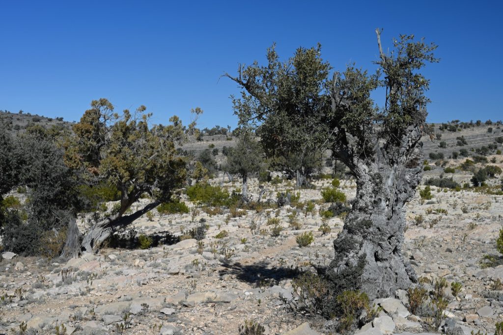 Gnarled wild olive trees, Olea europaea subsp. cuspidata, growing on a stony arid hillside under a clear blue sky.