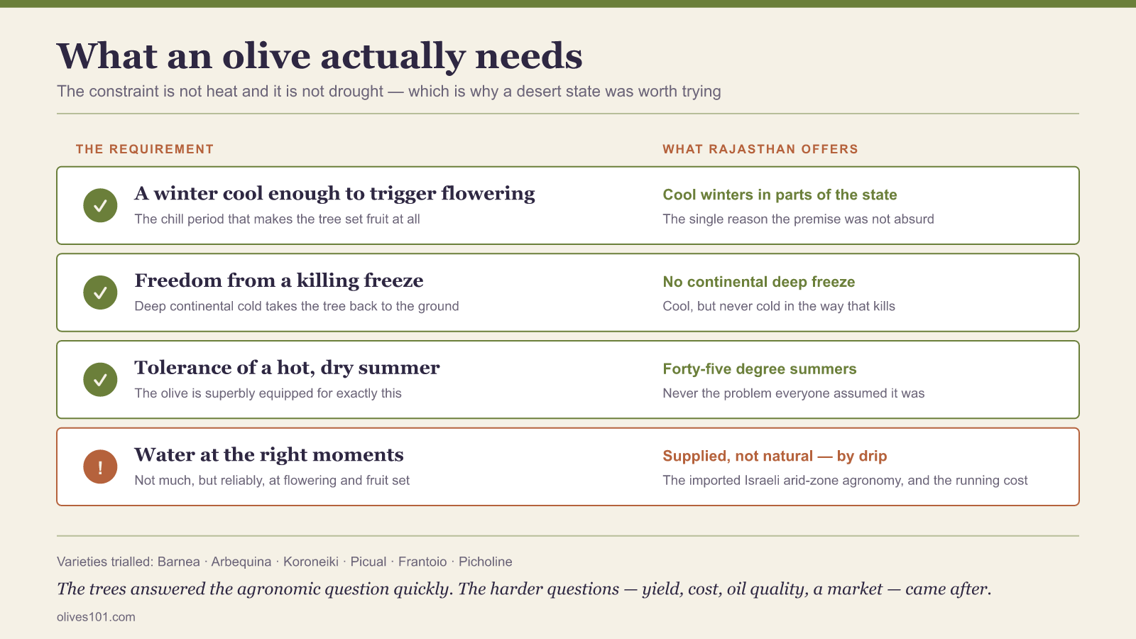 Four-row checklist figure setting the olive's real climatic requirements against what Rajasthan offers, with water the only requirement that has to be supplied by drip irrigation.