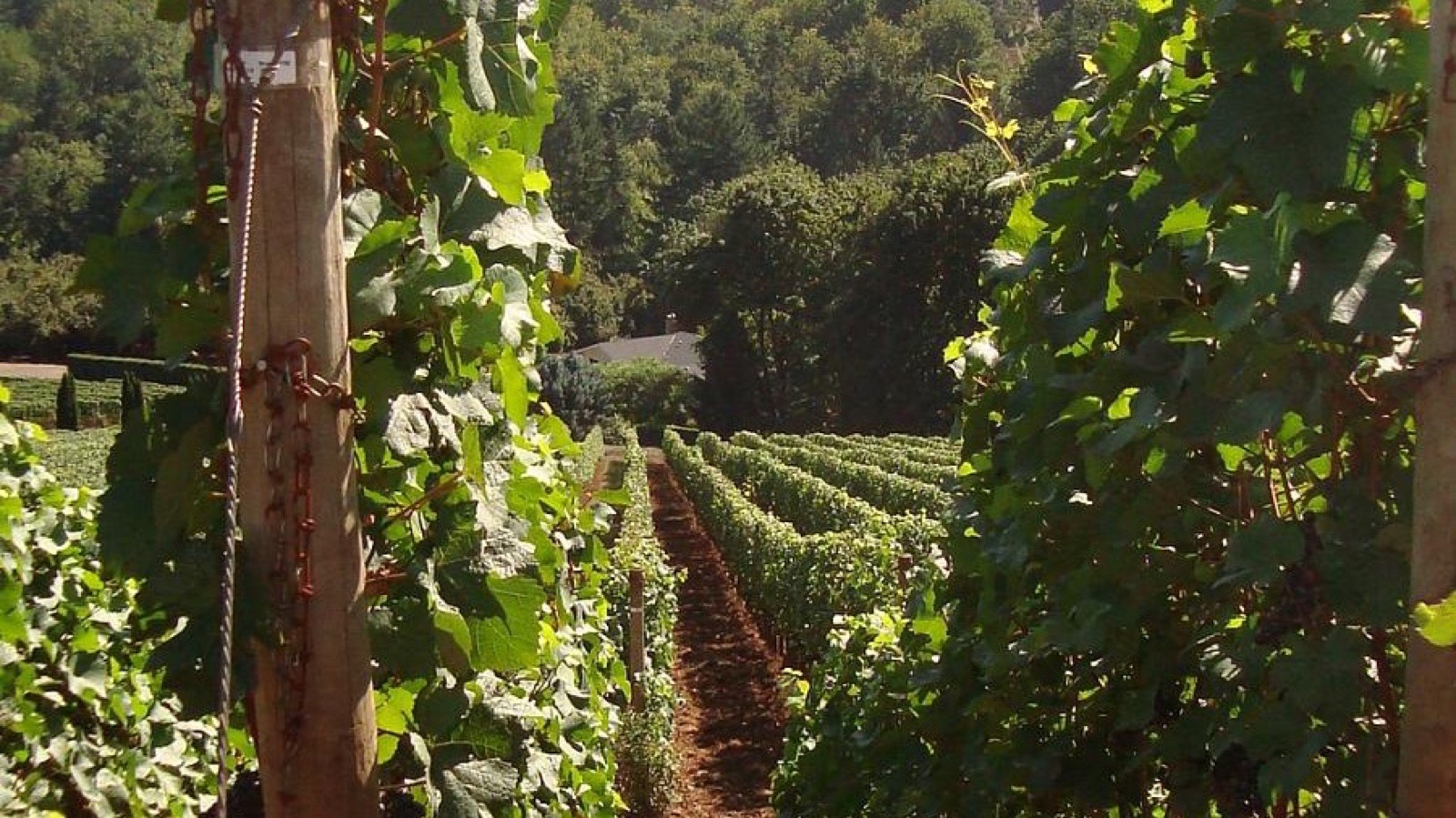 Rows of trellised Pinot Noir vines running downhill on red soil in the Dundee Hills of Oregon's Willamette Valley.