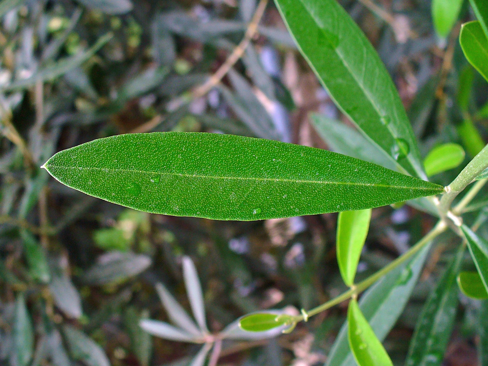 Close-up of a single olive leaf, its upper surface dark green and finely speckled, against a background of olive foliage.