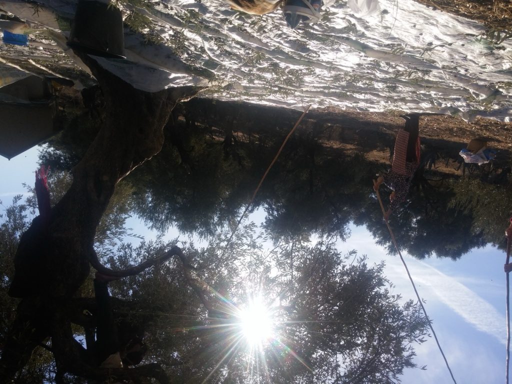 A woman beating olives from a large tree with a long pole while sheets spread across the ground catch the falling fruit, in a hillside grove in northern Morocco.