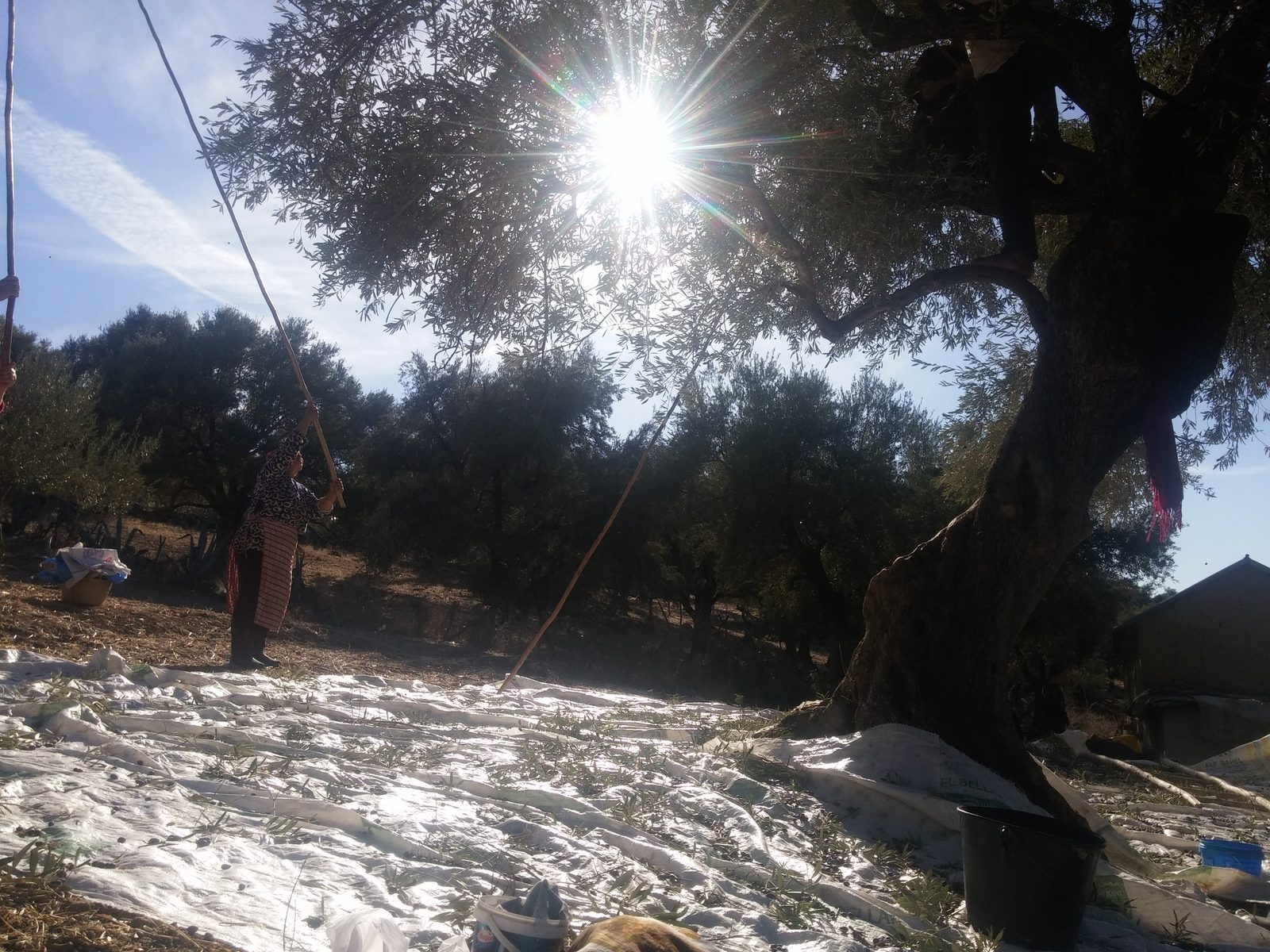 Une femme gaule les olives d'un grand arbre à l'aide d'une longue perche, tandis que des bâches étalées au sol recueillent les fruits, dans une oliveraie de coteau du nord du Maroc.