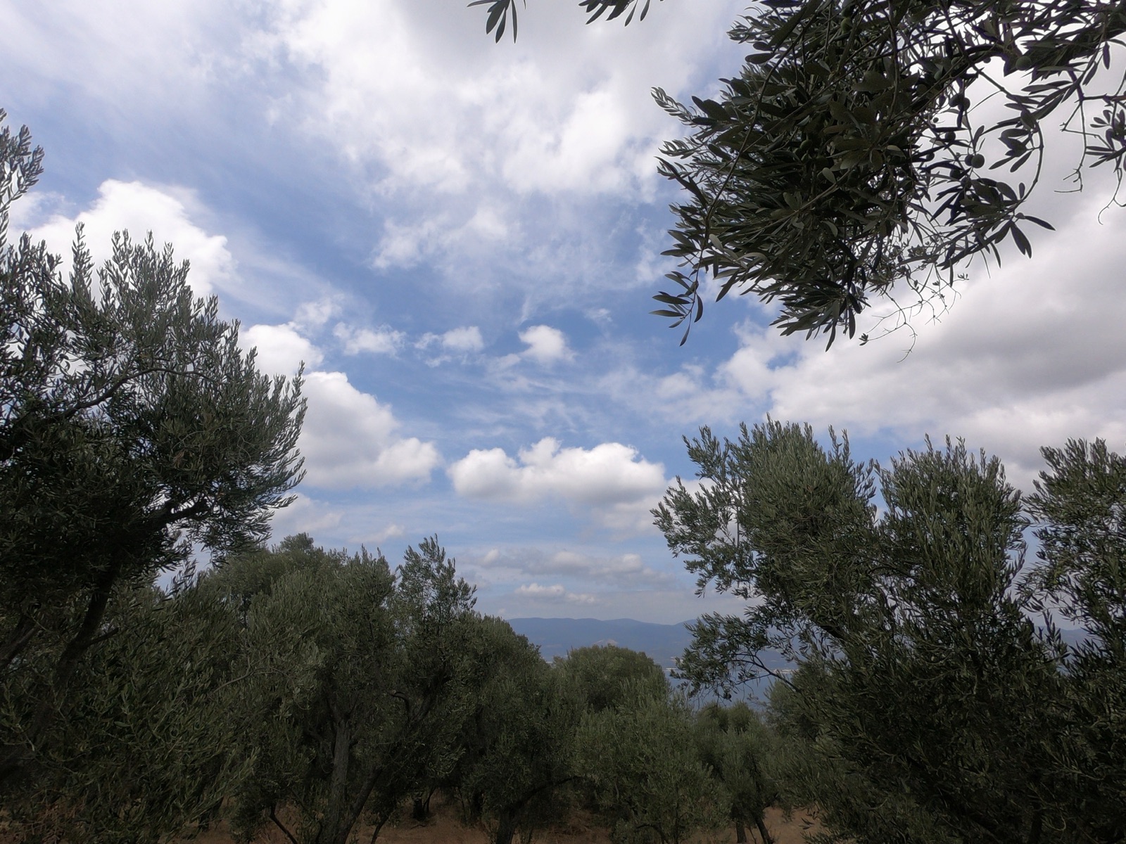 Olive trees carrying fruit in a grove at Edincik in north-western Türkiye, seen from below against a cloudy sky.