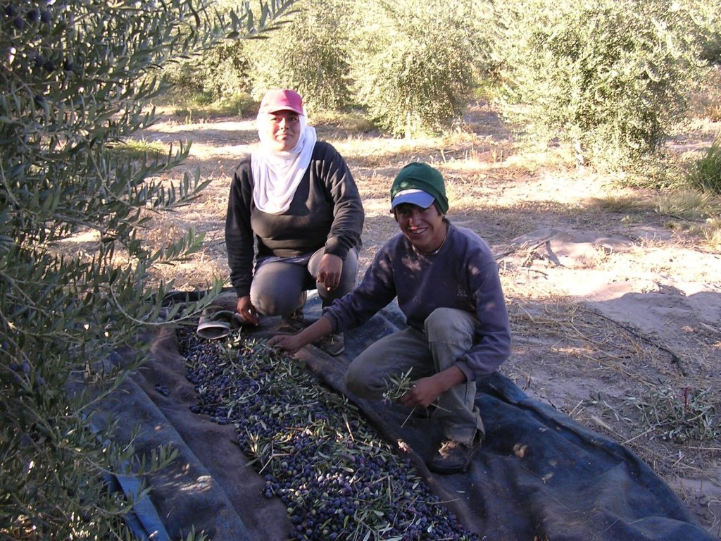 Two workers kneeling on harvest netting beneath olive trees in Argentina, with dark purple olives spread across the net.