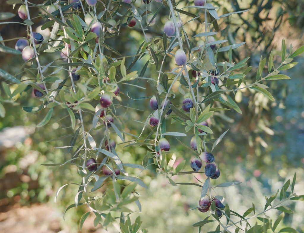 Olives on the branch during véraison, the same tree carrying green, purple-blushed and fully black fruit at once.