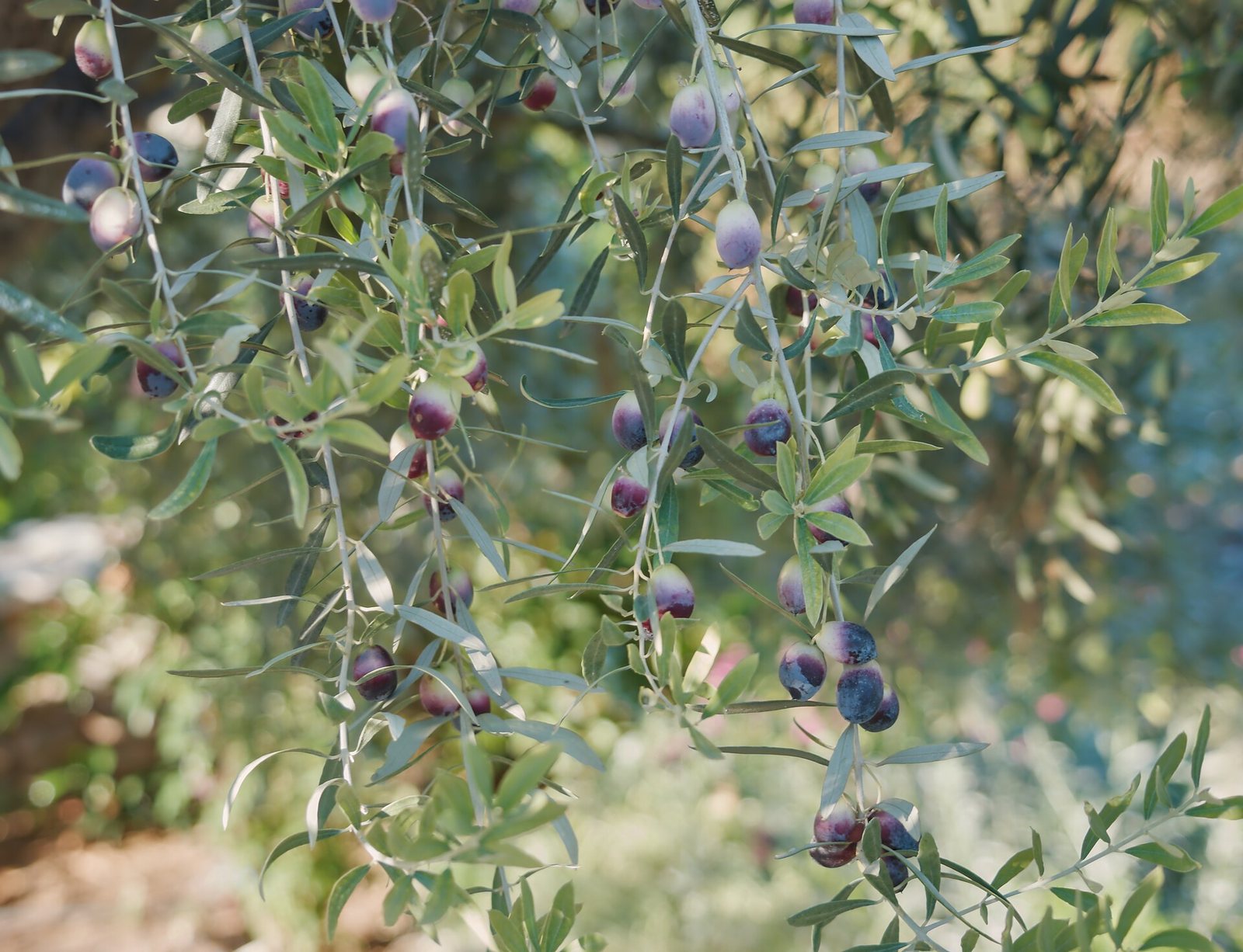 Olives on the branch during véraison, the same tree carrying green, purple-blushed and fully black fruit at once.