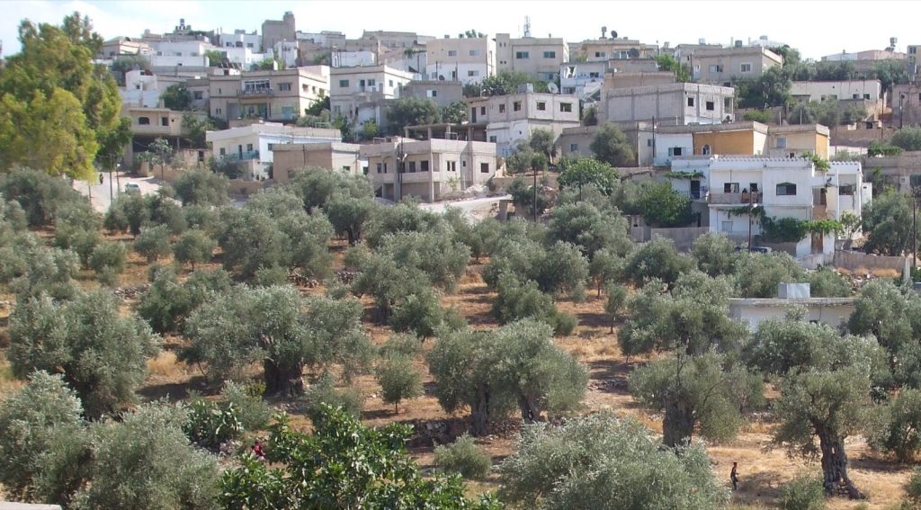 An old olive grove on dry stony ground below a hillside town of flat-roofed houses in northern Jordan.