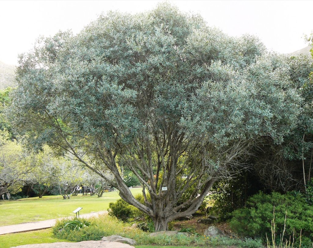 A large multi-stemmed wild olive tree with silvery-grey foliage growing in a Cape Town garden.