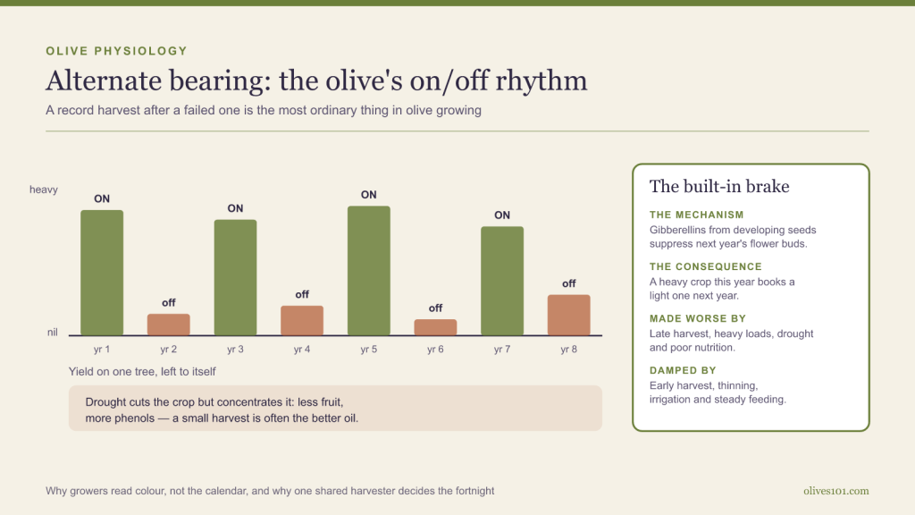 Bar chart of one olive tree’s yield across eight years, alternating between heavy ‘on’ years and near-empty ‘off’ years, beside an explanation of the gibberellin brake.