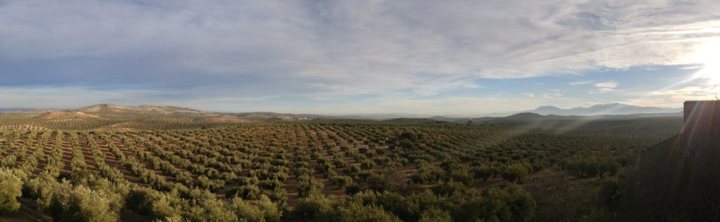 A panoramic view at low sun over the hills of Jaén province in Spain, covered to the horizon with regimented rows of olive trees.