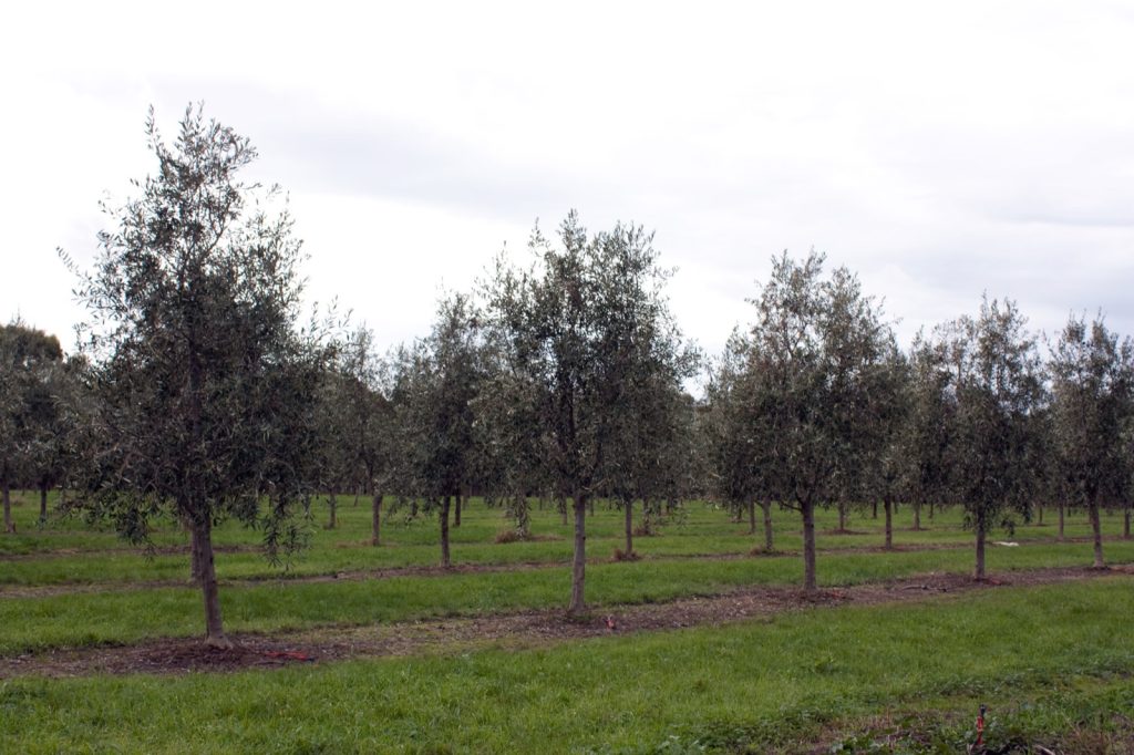 Rows of olive trees in a grassy grove at Drysdale in Victoria, Australia, under a flat overcast sky.