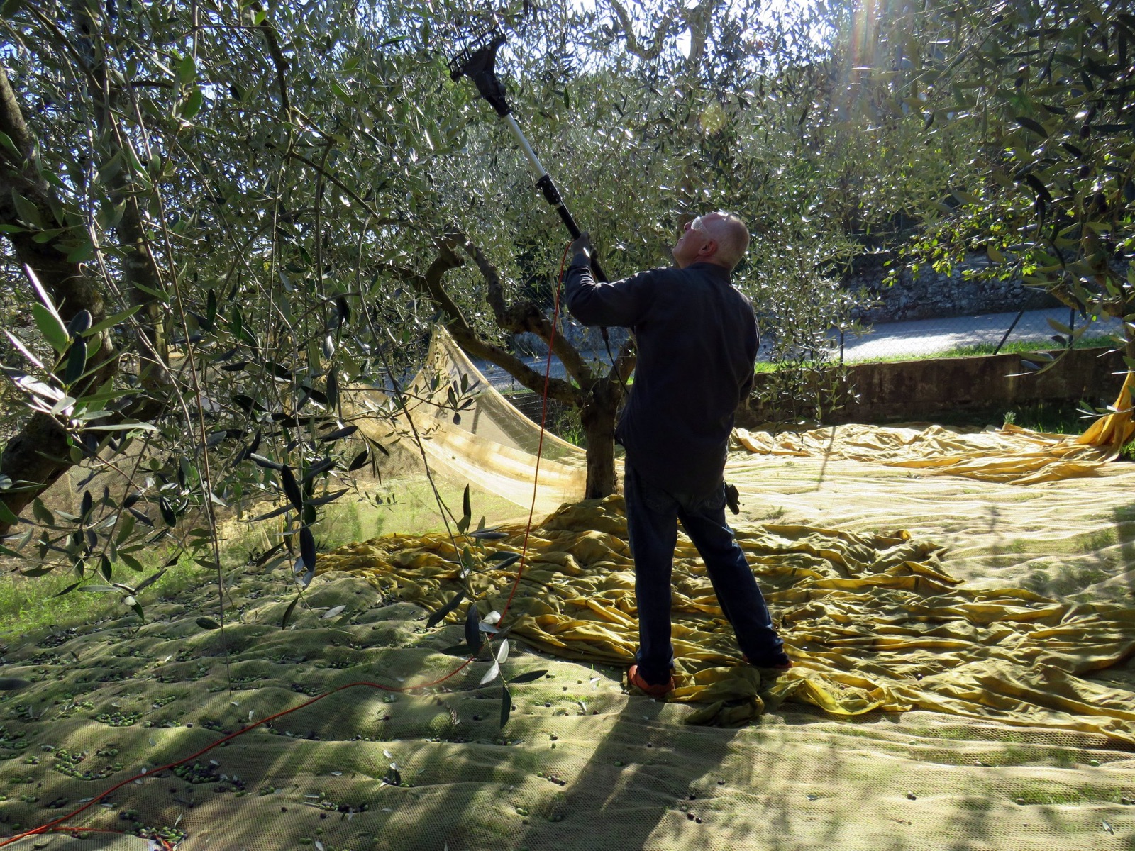 A grower works a battery-powered shaking rake through the branches of an olive tree while the fallen fruit collects on nets spread across the ground.