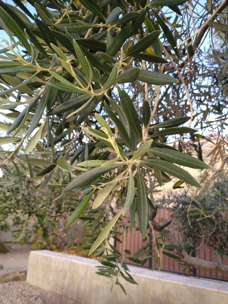 A close-up of an olive branch carrying dense grey-green lance-shaped leaves, their pale undersides catching the light.
