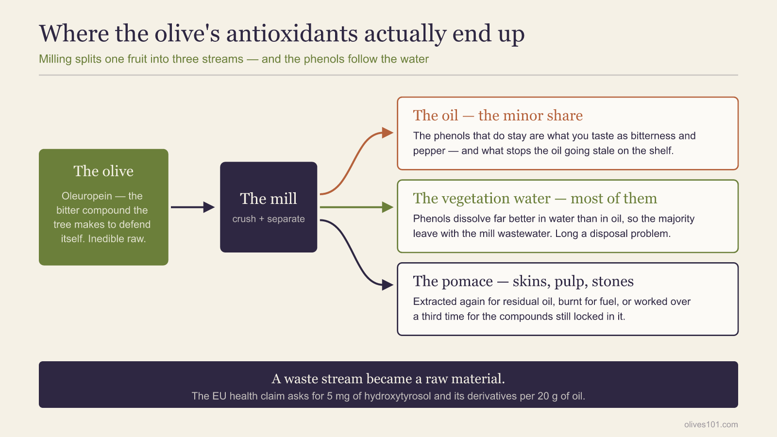 Diagram showing the olive’s phenolic compounds splitting at the mill into three streams: a minor share staying in the oil, the majority leaving with the vegetation water, and the remainder held in the pomace.