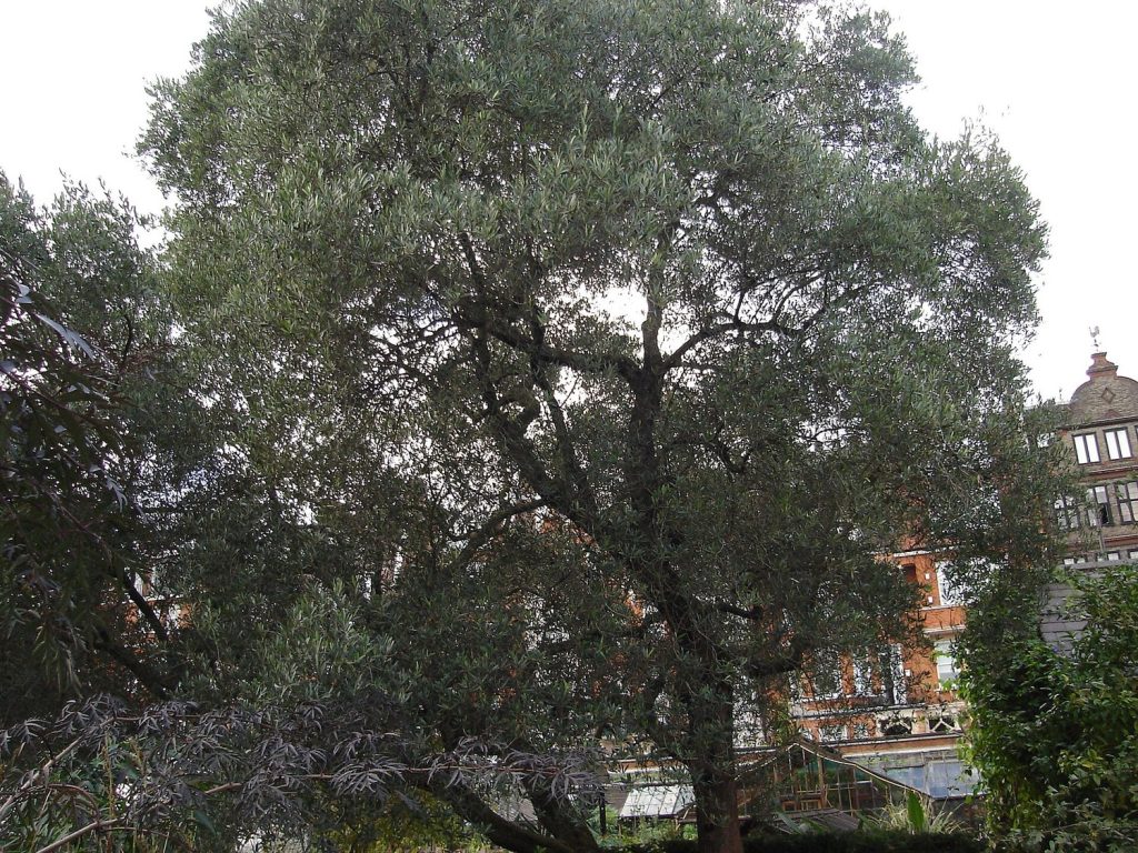A large mature olive tree with a dense grey-green canopy growing in a walled London garden, with red-brick buildings behind it.