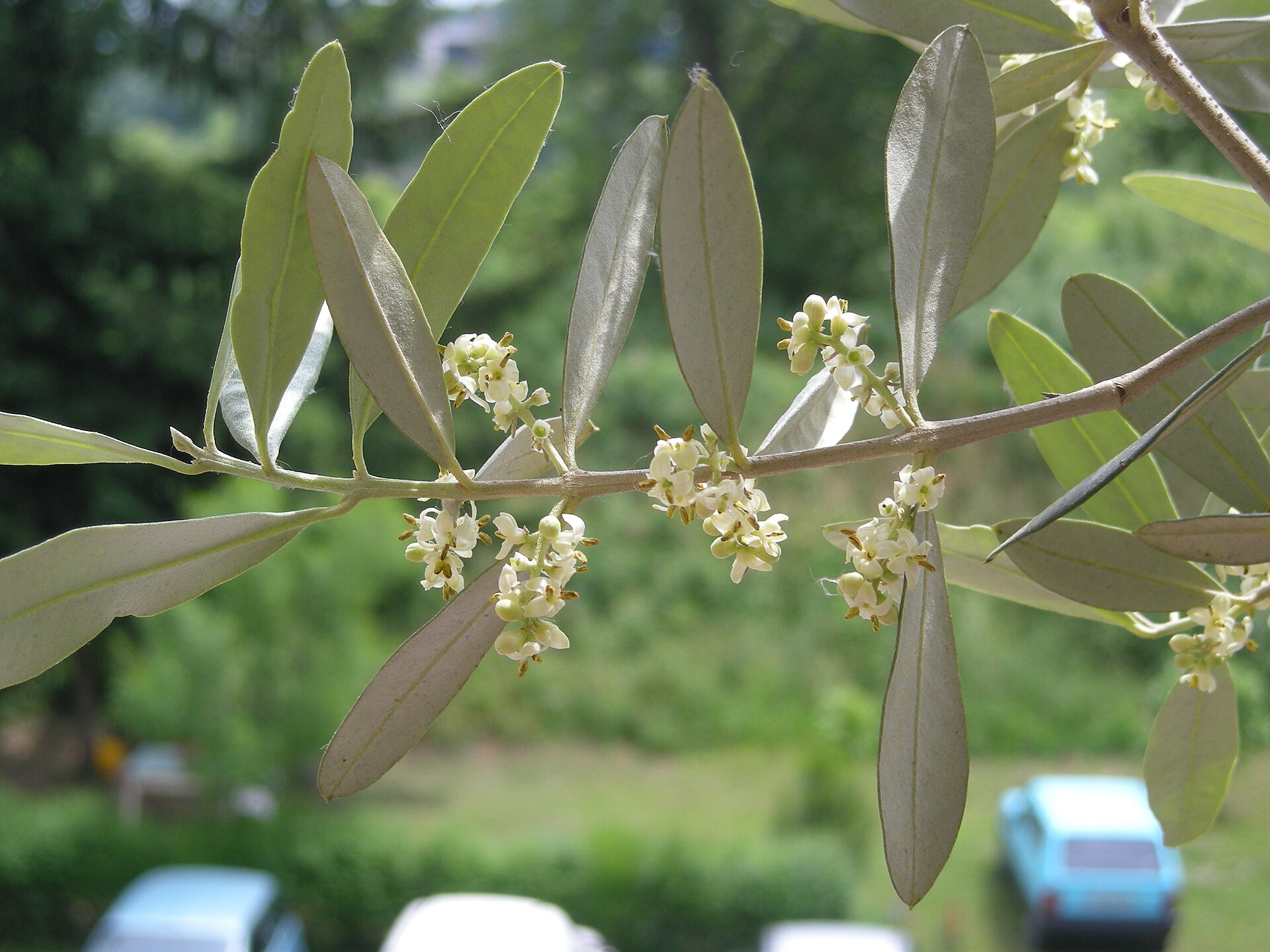 Close-up of an olive branch carrying sprays of small creamy-white flowers among narrow grey-green leaves.