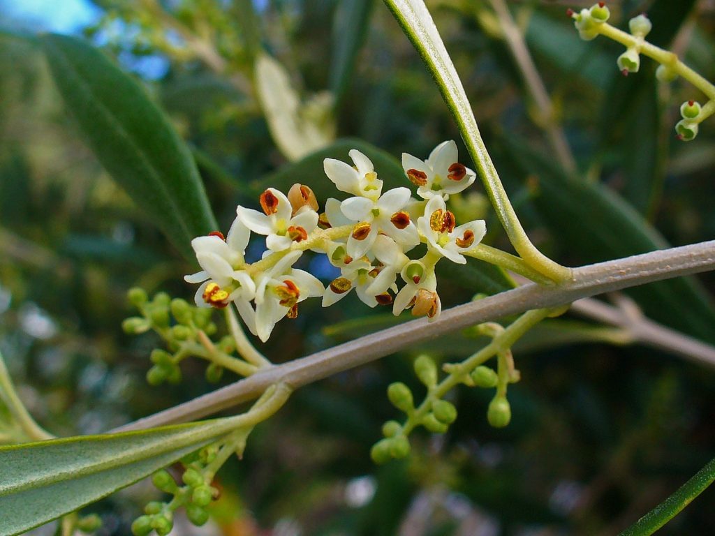 Close-up of an olive branch in flower, the small white blossoms carrying orange pollen-laden anthers, with green buds below.