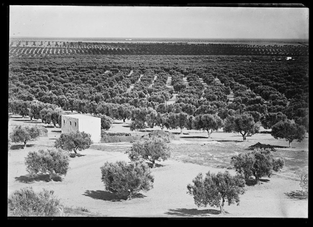 An early twentieth-century photograph looking out over the olive plain at Sfax in Tunisia, with widely spaced trees stretching to the horizon.