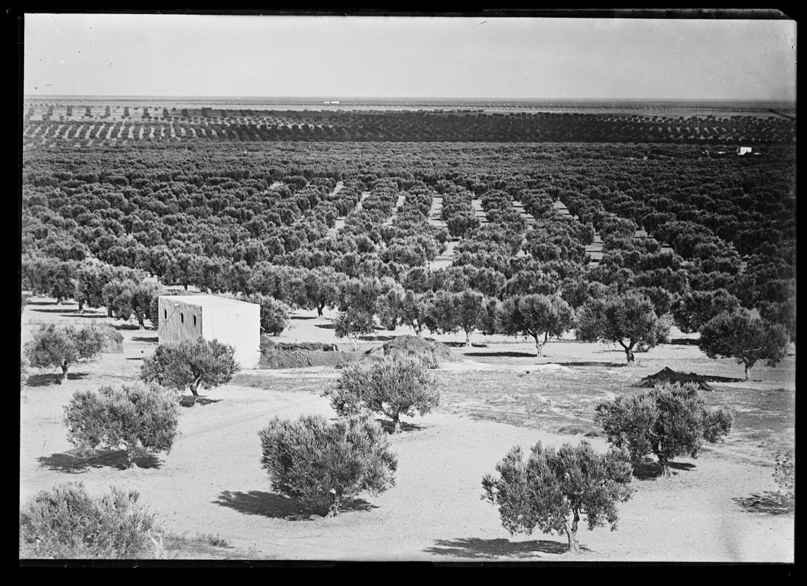 Photographie du début du XXe siècle montrant la plaine oléicole de Sfax, en Tunisie, ses oliviers très espacés s’étendant jusqu’à l’horizon.