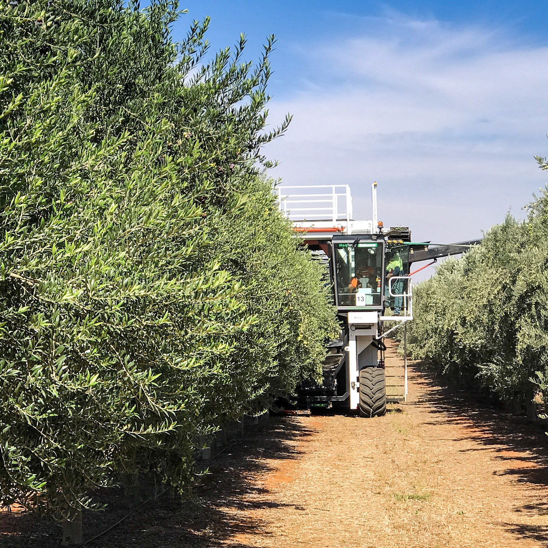 An over-the-row harvester straddling a continuous hedgerow of olive trees in a mechanised orchard.
