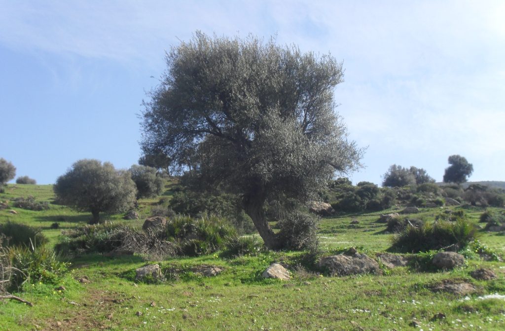 Olive grove in Algeria