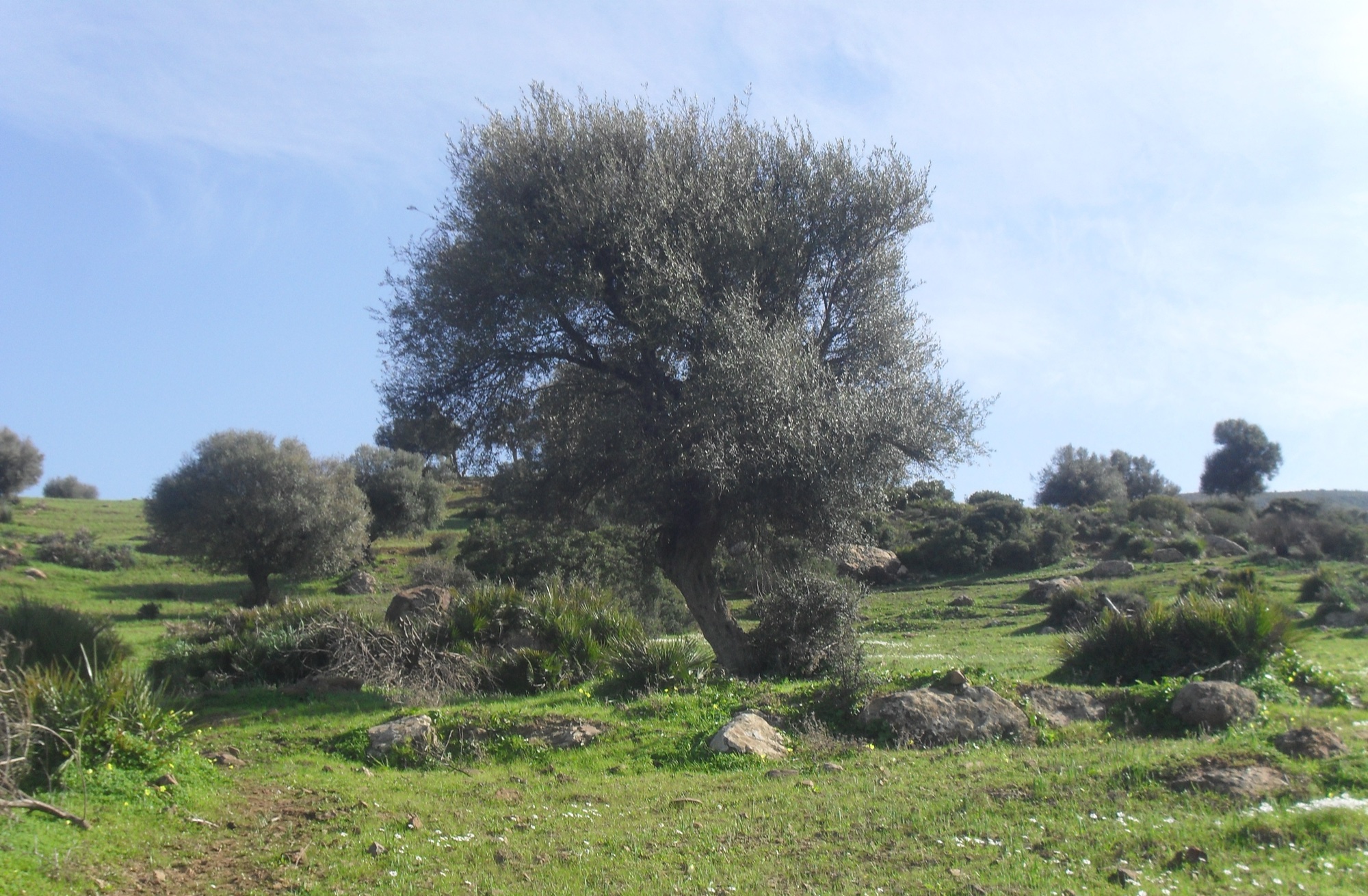 Terraced olive groves in the mountains of Kabylia, Algeria