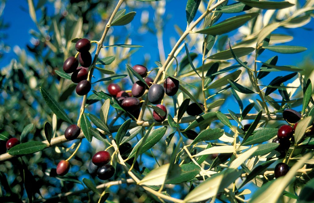 Olives ripening on the tree in Australia