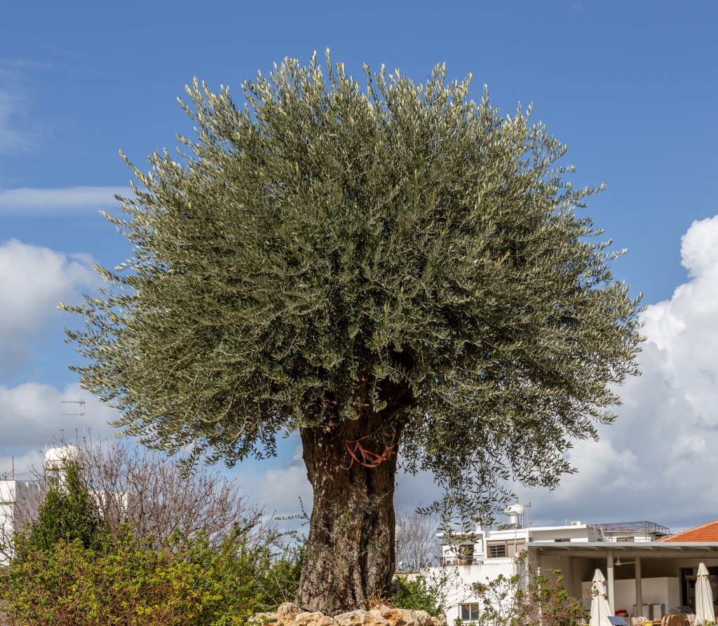 Old olive tree in Cyprus