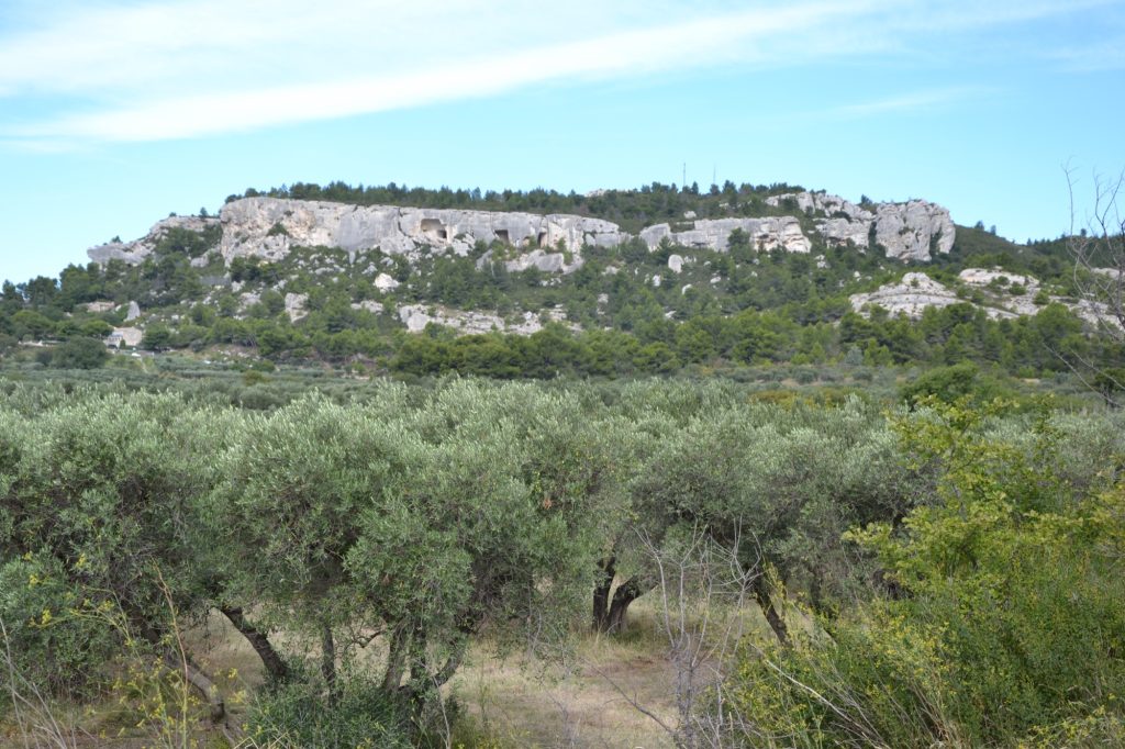 Olive grove in France