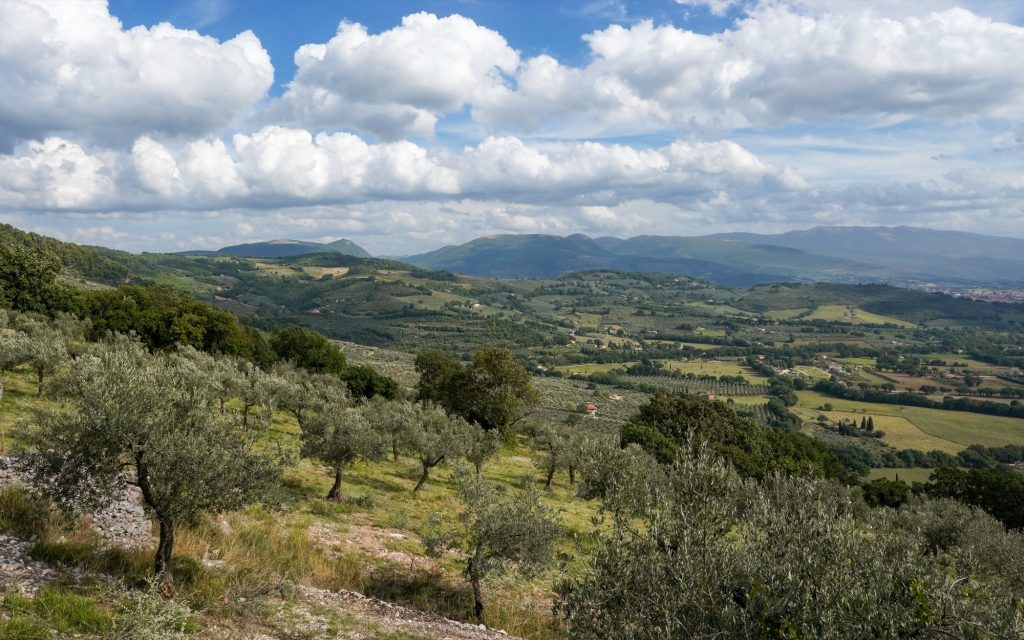 Olive grove in Italy